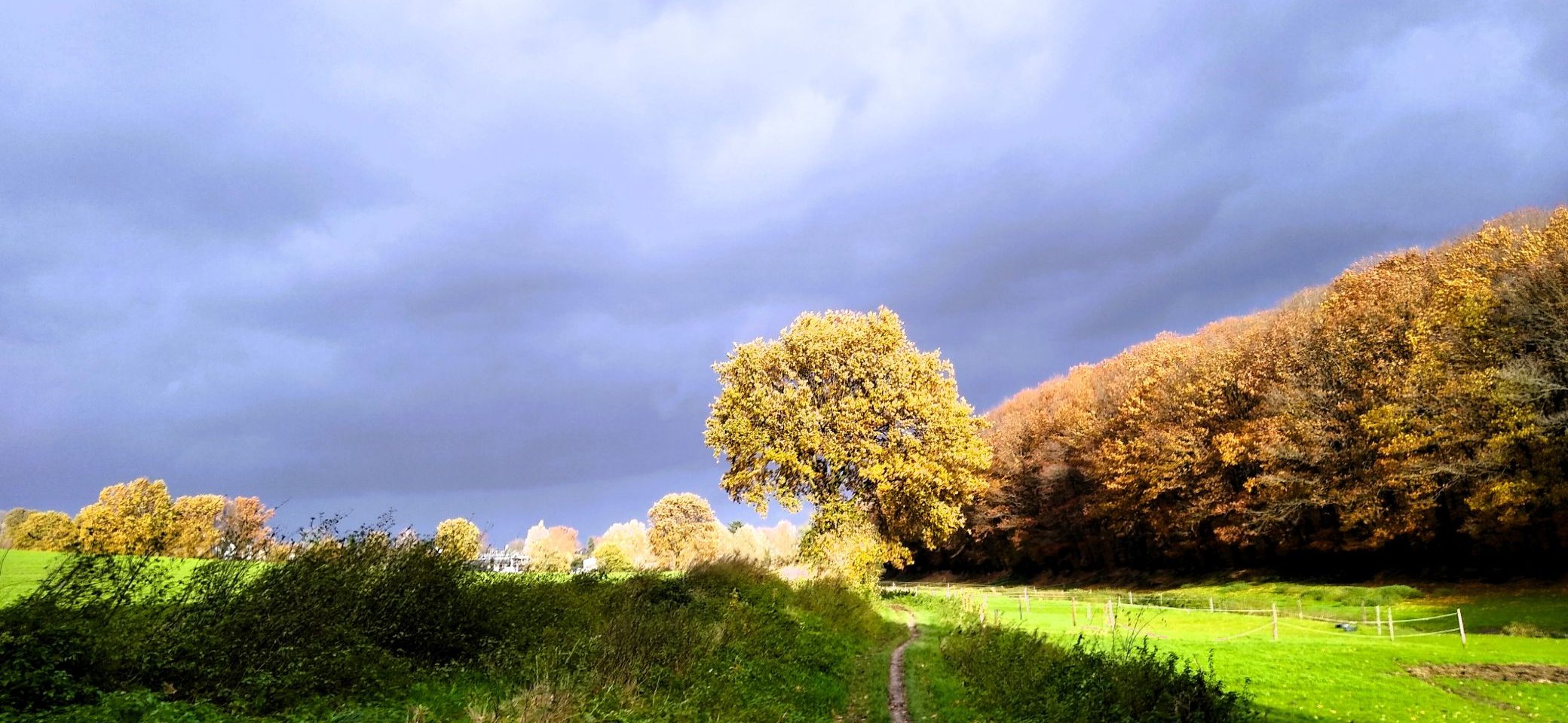 Herbstbäume Castrop_Michael | © Michael Gietzen